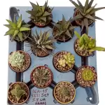 12 Adet Özel Haworthia & Sukulent Seti