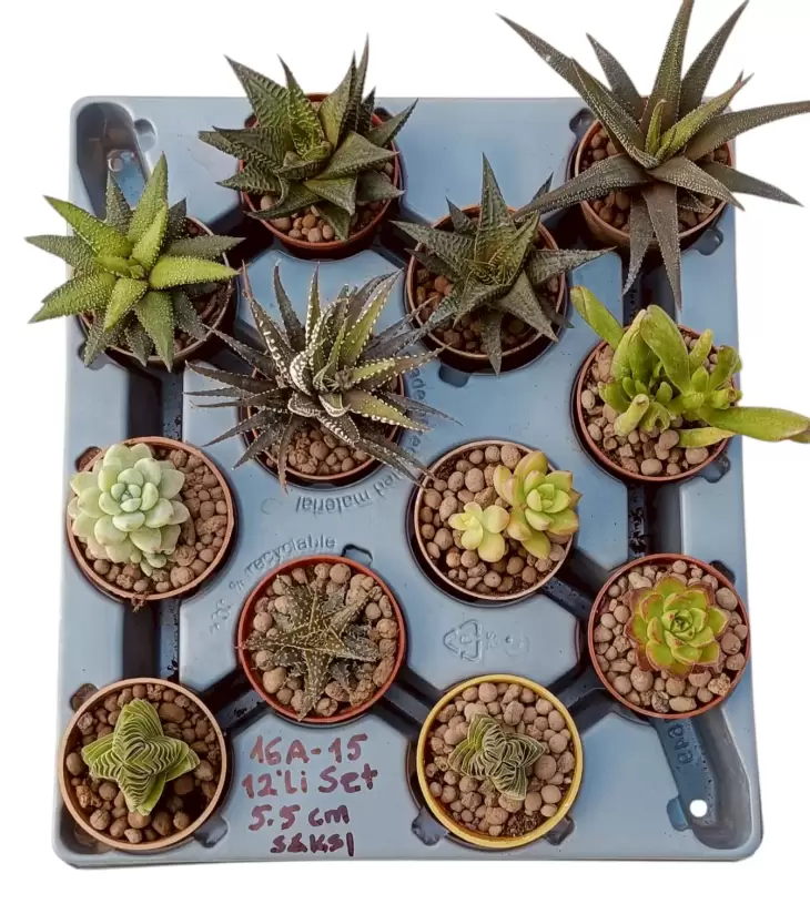 12 Adet Özel Haworthia & Sukulent Seti