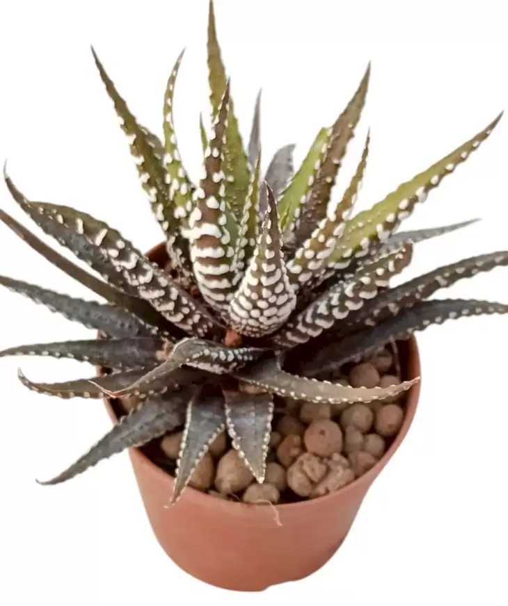 12 Adet Özel Haworthia & Sukulent Seti - Görsel 10