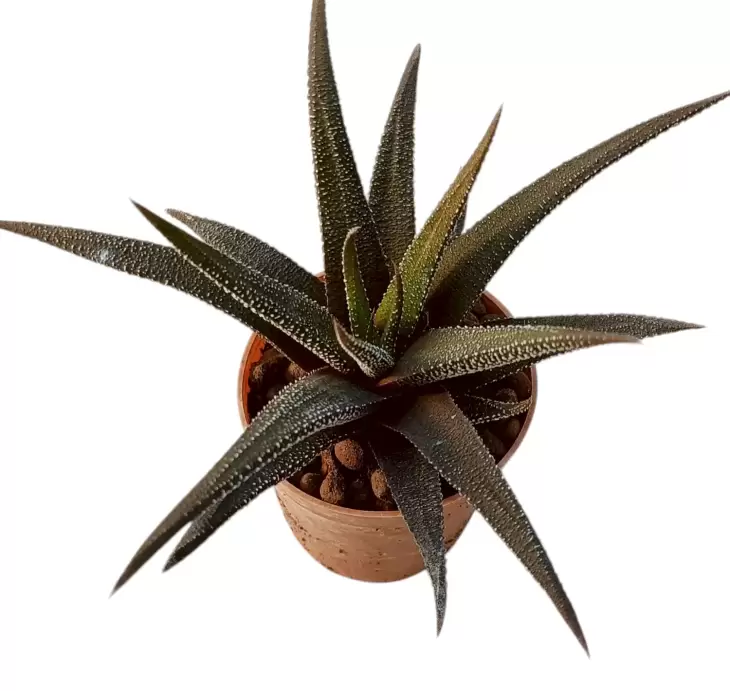 12 Adet Özel Haworthia & Sukulent Seti - Görsel 8