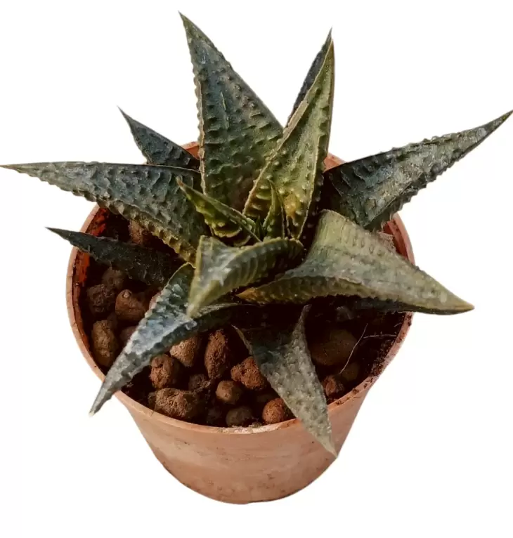 12 Adet Özel Haworthia & Sukulent Seti - Görsel 7