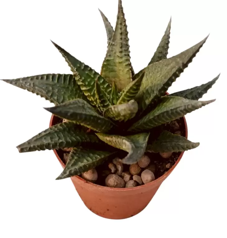 12 Adet Özel Haworthia & Sukulent Seti - Görsel 6