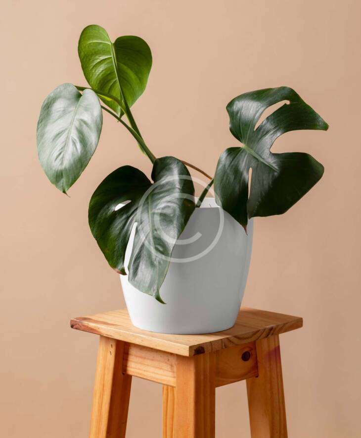 Monstera - Görsel 3