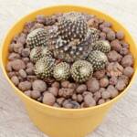 Copiapoa Laui-8,5 cm saksı-ref 26C/85