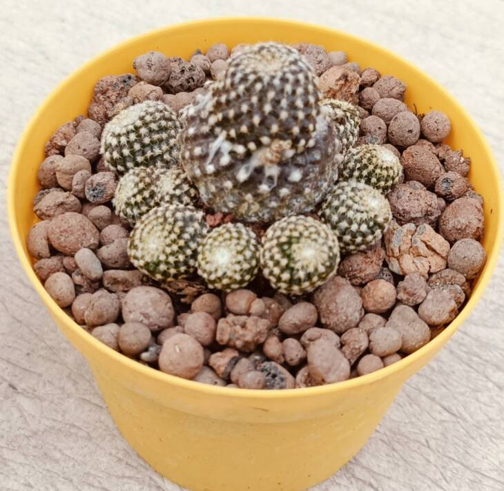 Copiapoa Laui-8,5 cm saksı-ref 26C/85