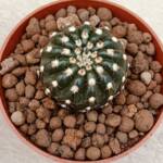 Notocactus sp.-8,5 cm saksı-ref 16C/85