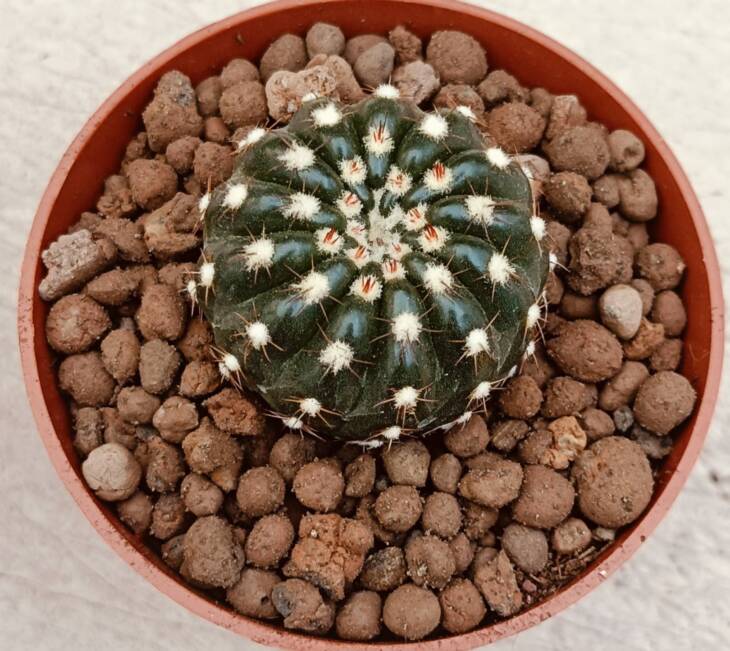 Notocactus sp.-8,5 cm saksı-ref 16C/85