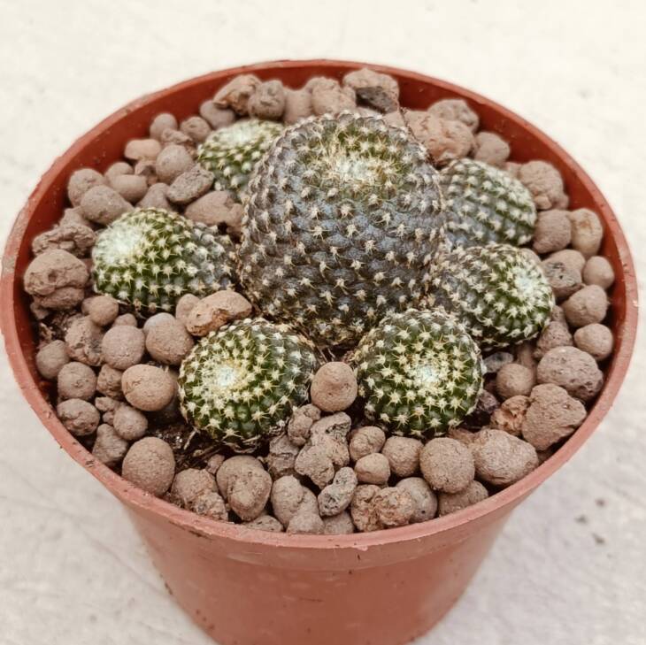 Copiapoa laui-8,5 cm saksı-ref 16C/85