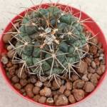 Coryphantha retusa-8,5 cm saksı-ref 16C/85