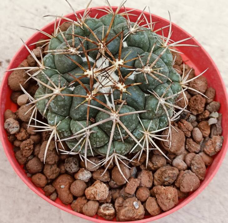 Coryphantha retusa-8,5 cm saksı-ref 16C/85