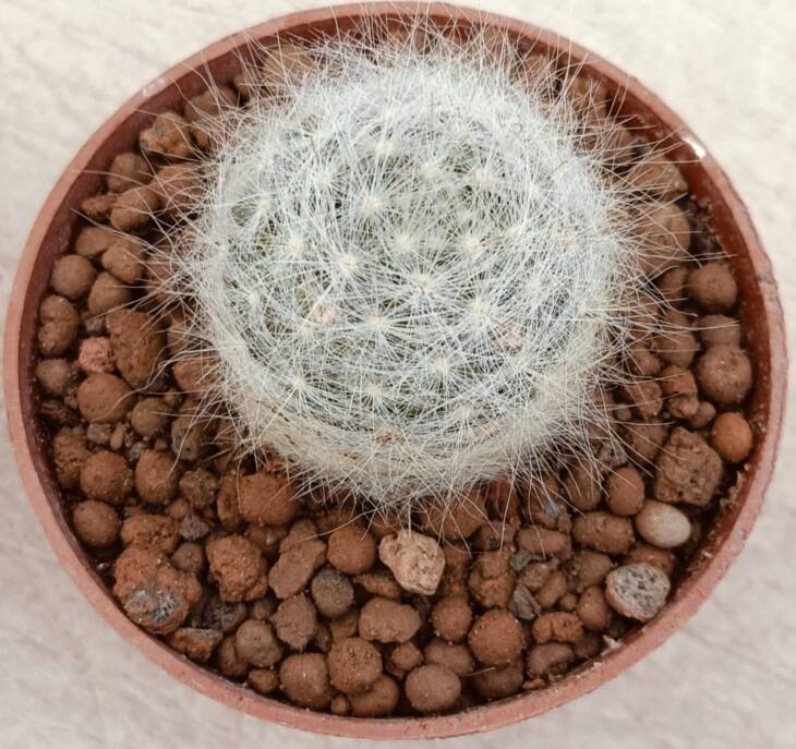 Mammillaria guelzowiana-8,5 cm saksı-ref 16C/85