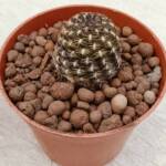 Sulcorebutia-8,5 cm saksı-ref 16C/85