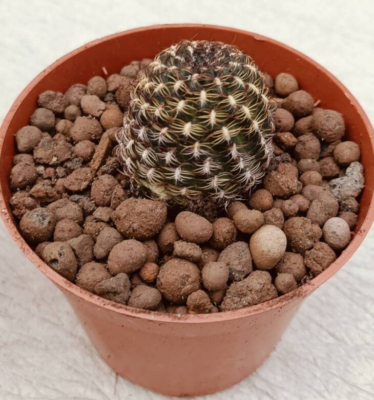 Sulcorebutia-8,5 cm saksı-ref 16C/85