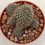 Sulcorebutia-8,5 cm saksı-ref 16C/85