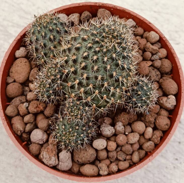 Sulcorebutia-8,5 cm saksı-ref 16C/85