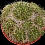 Mammillaria decipiens-12 cm saksı-ref 04D/35