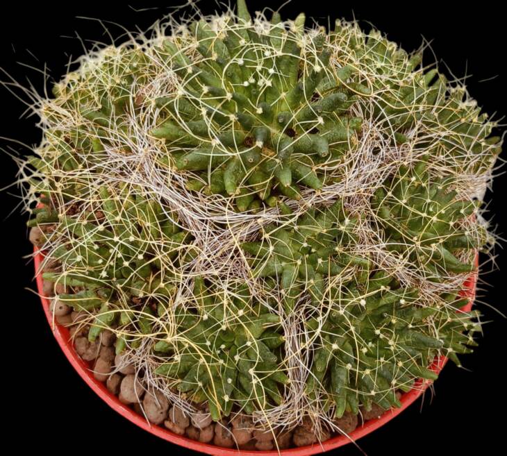 Mammillaria decipiens-12 cm saksı-ref 04D/35