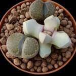 Lithops ve lapideria-8,5 cm saksı-ref m 16A/57