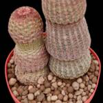 Echinocereus rigidissimus var. rubispinus -12 cm saksı-iki kök-ref no 04D/35