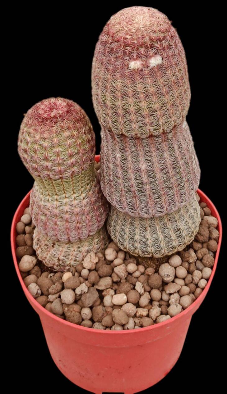 Echinocereus rigidissimus var. rubispinus -12 cm saksı-iki kök-ref no 04D/35