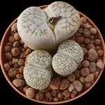 Lithops Julii ve lithops localis Schwntes-8,5 cm saksı-ref 16A/57