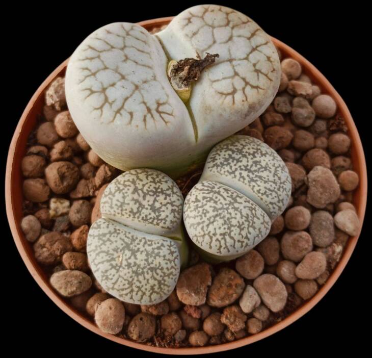 Lithops Julii ve lithops localis Schwntes-8,5 cm saksı-ref 16A/57