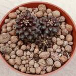 Copiapoa hypogaea -8,5 cm saksı-ref 16C/85