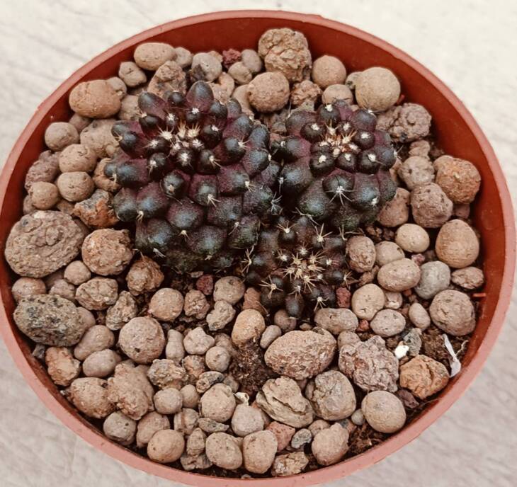 Copiapoa hypogaea -8,5 cm saksı-ref 16C/85