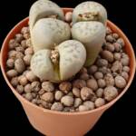 Lithops Herrei-8,5 cm saksı-ref 16A/57