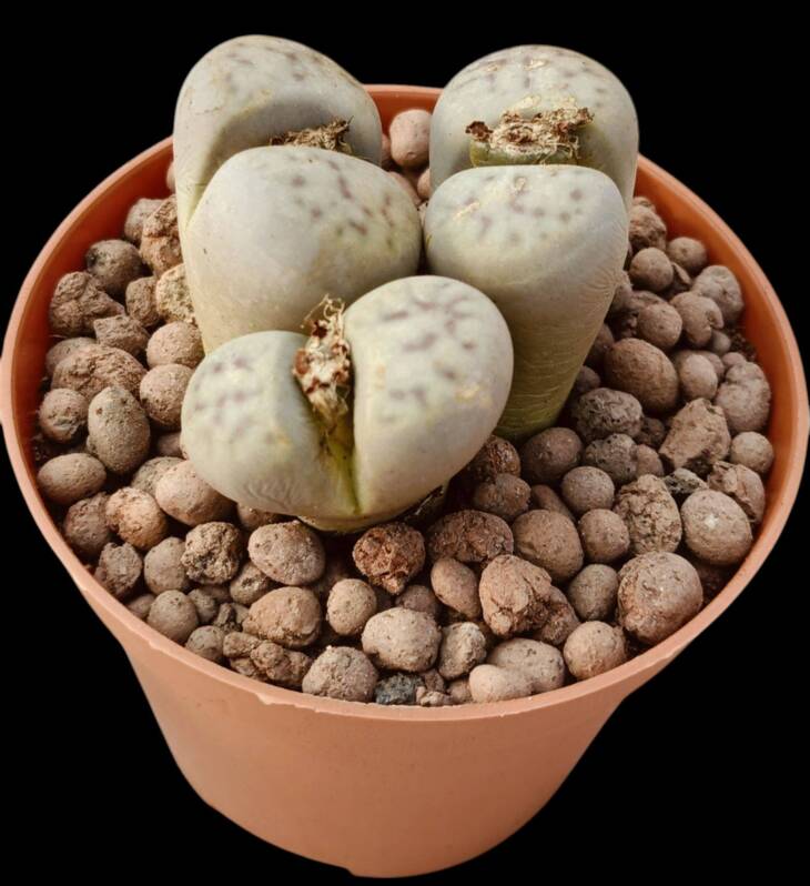 Lithops Herrei-8,5 cm saksı-ref 16A/57