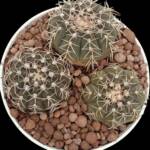 Gymnocalycium 3 kök-12 cm saksı-ref 04D/35