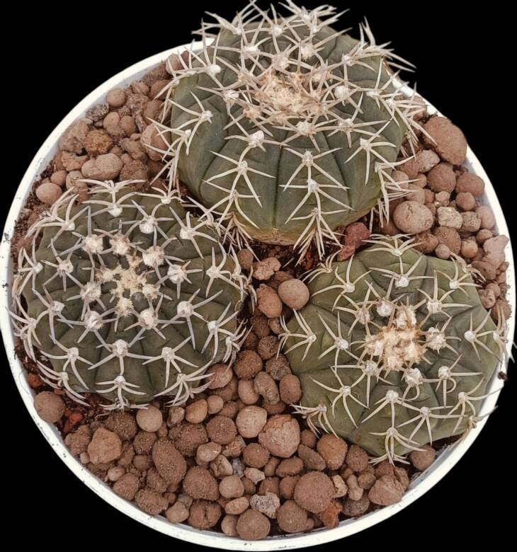 Gymnocalycium 3 kök-12 cm saksı-ref 04D/35