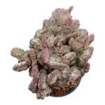 Euphorbia lactea-12 cm saksı-ref 16A/25