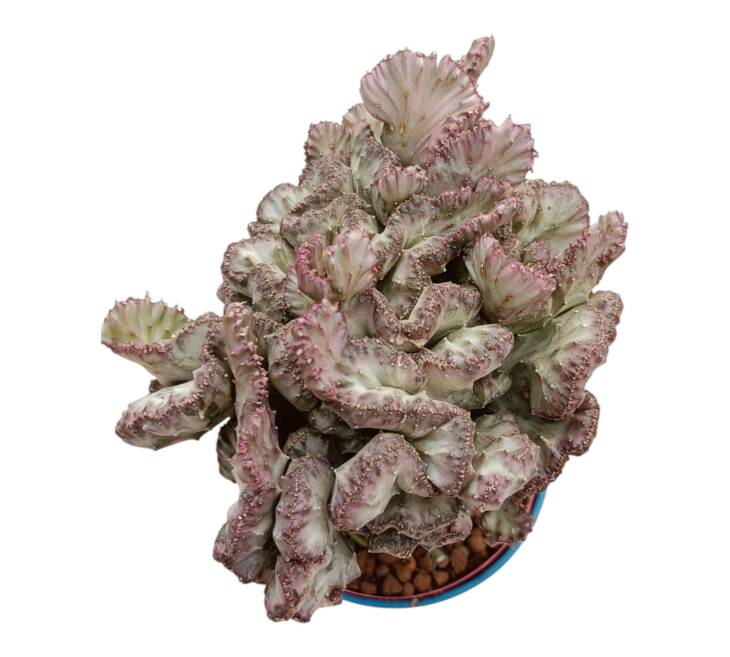 Euphorbia lactea-12 cm saksı-ref 16A/25