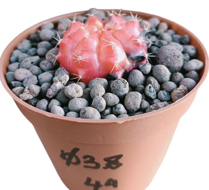 Gymnocalycium mihanovichii variegata-8,5 cm saksı-ref 16C/49/44  (çap 4,4 cm )