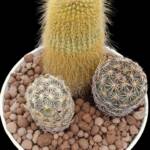 Eriocactus leninghausii ve corypantha-12 cm saksı-ref 04D/35