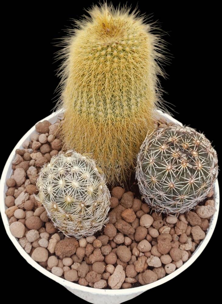 Eriocactus leninghausii ve corypantha-12 cm saksı-ref 04D/35