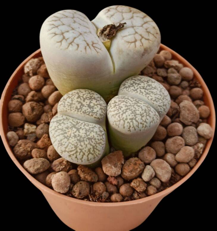 Lithops Julii ve lithops localis Schwntes-8,5 cm saksı-ref 16A/57 - Görsel 3