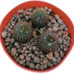 Frailea angelesii-3 kök-12 cm saksı-ref 10G/22