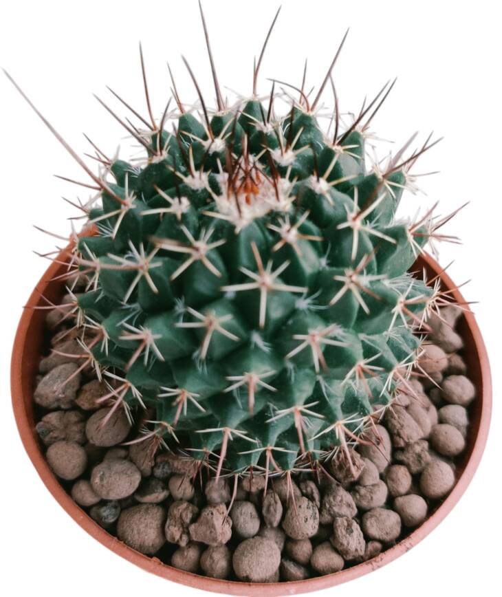 Mammillaria sp.-8,5 cm saksı-ref 08G/47