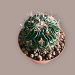 Stenocactus-8,5 cm saksı-ref 08G/17
