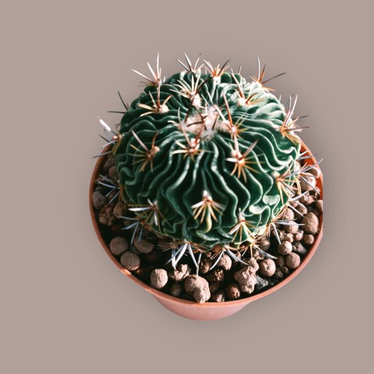 Stenocactus-8,5 cm saksı-ref 08G/17