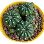 Matucana polzii -3 kök-12 cm saksı-ref 05A/29