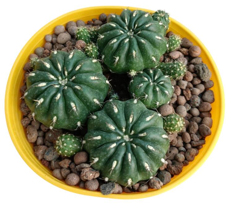Matucana polzii -3 kök-12 cm saksı-ref 05A/29
