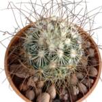 Mammillaria sp.-5,5 cm saksı-ref 19B/49