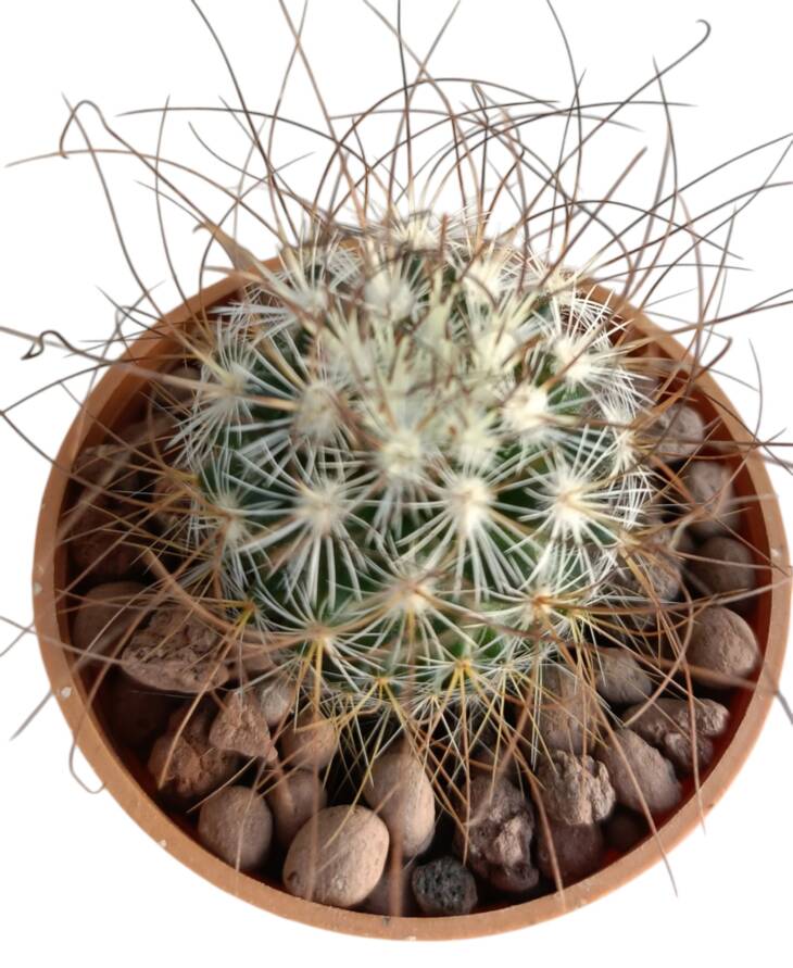 Mammillaria sp.-5,5 cm saksı-ref 19B/49