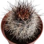 Neoporteria sp.-5.5 cm saksı-ref 08G/48