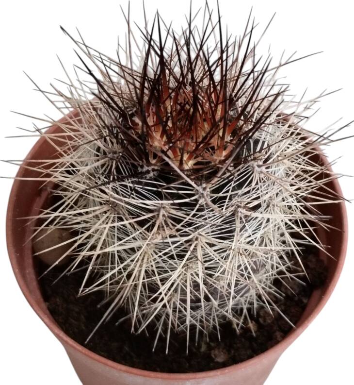 Neoporteria sp.-5.5 cm saksı-ref 08G/48