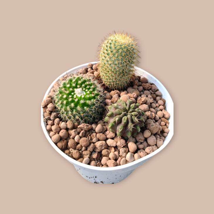 İNDİRİMLİ SET-3 kök kaktüs 12 cm saksıda-ref 06Ç/23