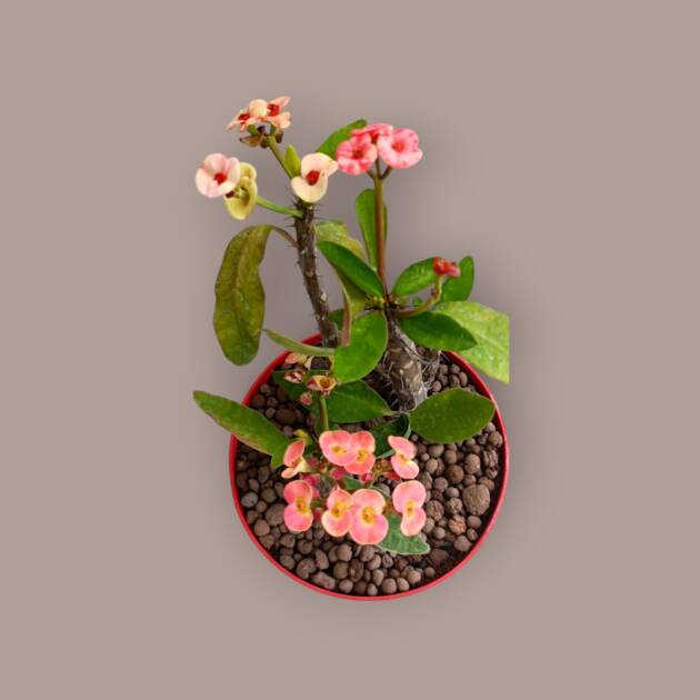Üç kök farklı renk euphorbia milli 12 cm saksaıda-20B/5
